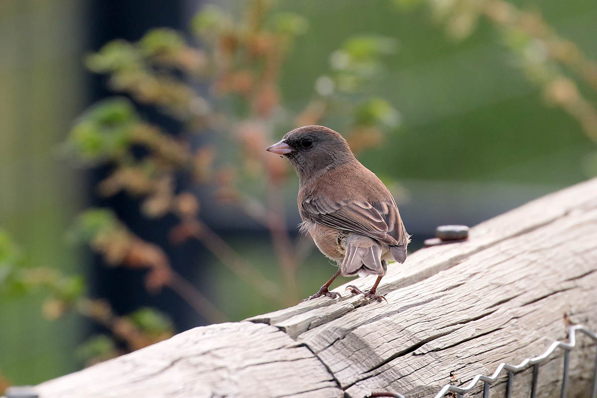 Dark-eyed Junco